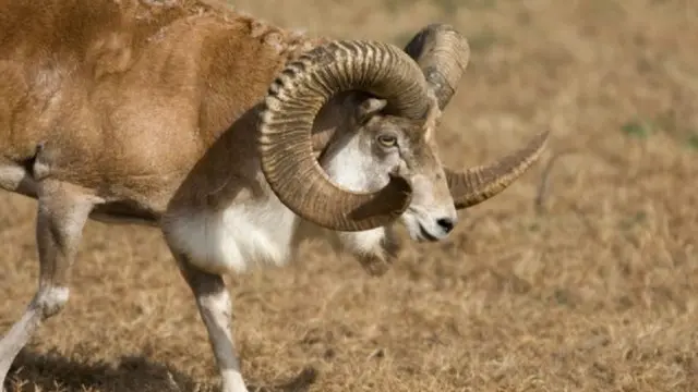 ایران کے ماحولیاتی تحفظ کی ایجنسی غیر ملکیوں کو نایاب اور محفوظ نسلوں کے جانوروں کے شکار کے لیے تقریباً 500 لائسنس جاری کرتی ہے