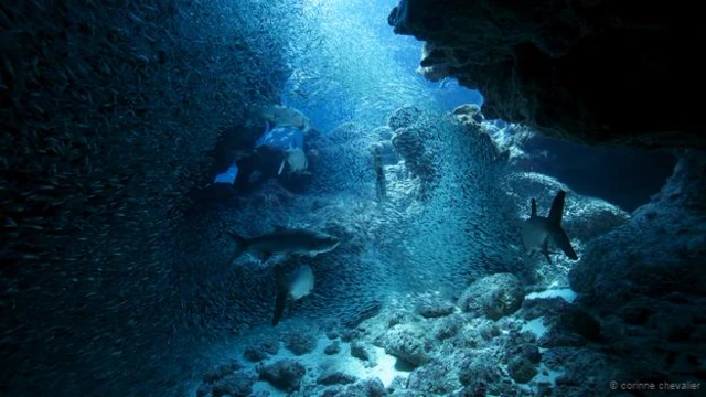 फ़ोटो क्रेडिट- कोरीन कैविलएर