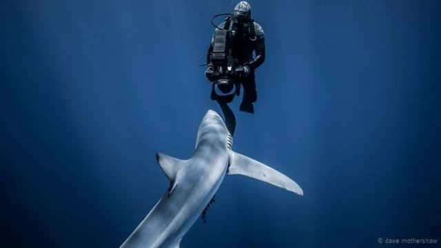 फ़ोटो क्रेडिट- डेव मदरशॉ