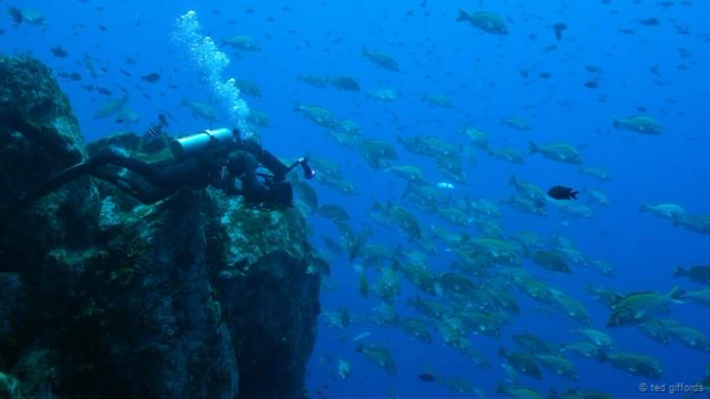 फ़ोटो क्रेडिट- टेड गिफ्रोड्स