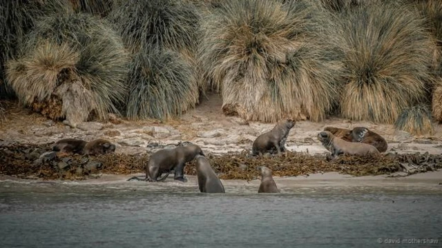 फ़ोटो क्रेडिट- डेविड मदरशॉ