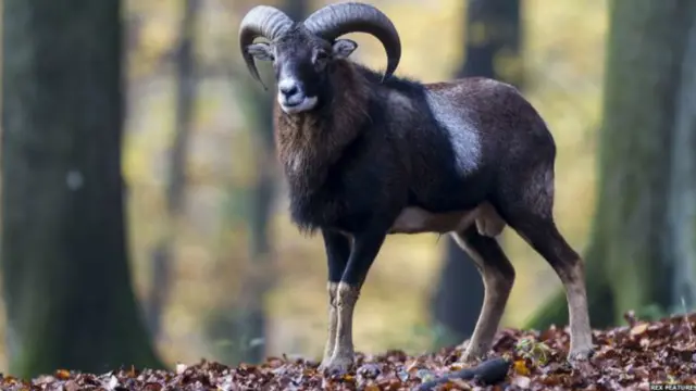 نایاب جنگلی بھیڑ لیرسٹن موفلون کے شکار کی قیمت 20 ہزار امریکی ڈالر ہے