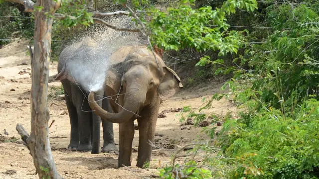 বনাঞ্চল কমে যাওয়ায় এবং খাবারের অভাবে অনেকটাই সংকটের মুখে বন্যপ্রাণী হাতি