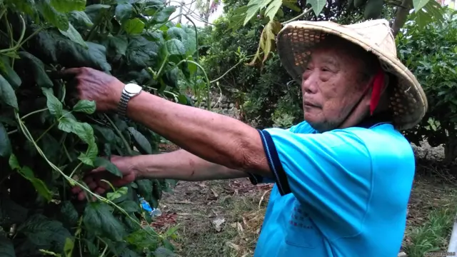 台灣農民。