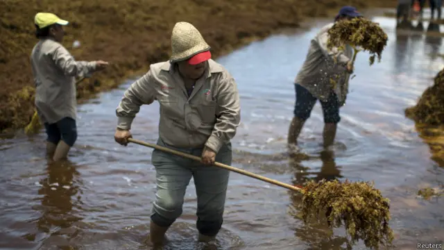Deshacerse de semejante cantidad de algas no es tarea fácil.