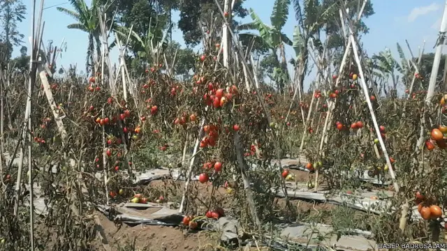 Tomat-tomat yang dibiarkan membusuk di lahan pertanian Dedi Hermawan. 