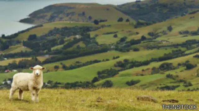 Los habitantes de Nueva Zelanda sufren chistes "cariñosos" sobre ovejas por su producción ganadera.