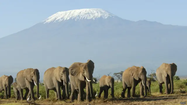 Kilimanjaro