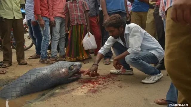 बंगलुरू की सड़क पर बना एनाकोंडा