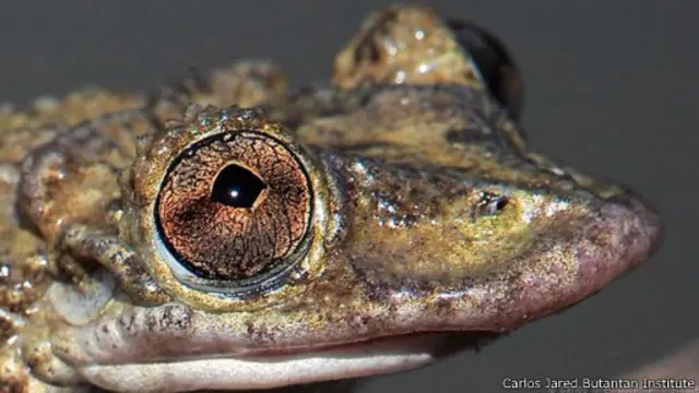 ضفدع من نوع "غرينينغ" المعروف علميا باسم (كوريثومانتيس غرينينغ)