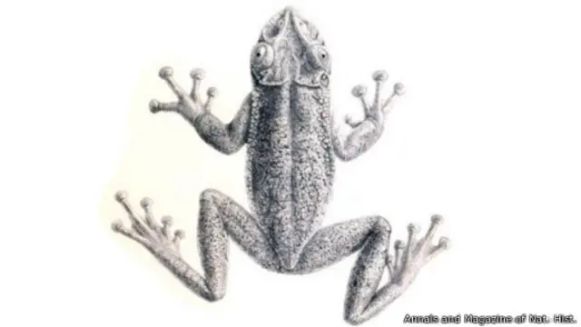 رسم توضيحي لضفدع من نوع "غرينينغ" يعود لعام 1896