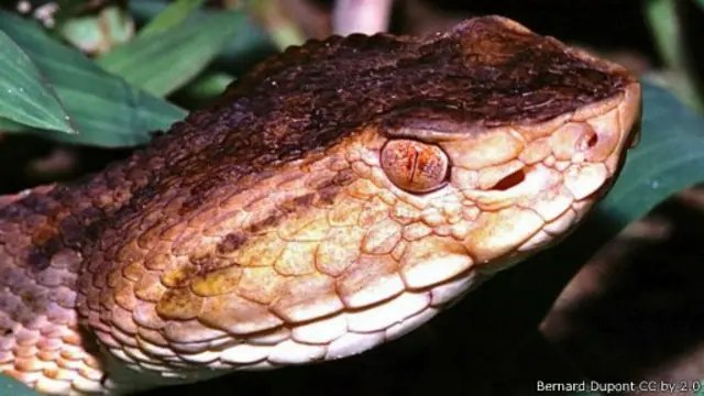 إفرازات هذه الضفادع أكثر سُميّة من سموم ثعابين "رأس الحربة" التي تعيش في البرازيل