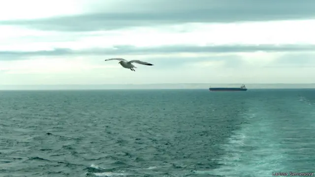 Чайка в небе 