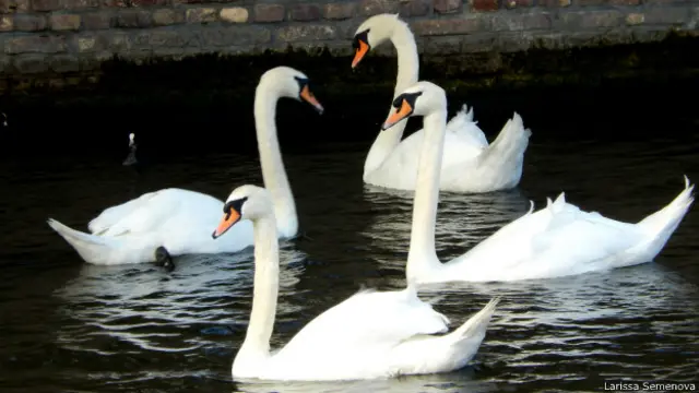 Канал в Брюгге