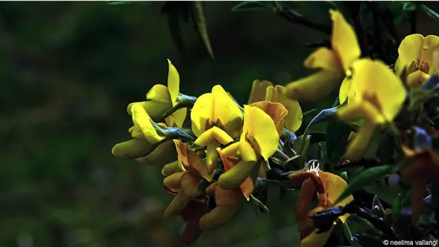 Ярко-желтые пиптанты - квинтэссенция изящества дикой природы