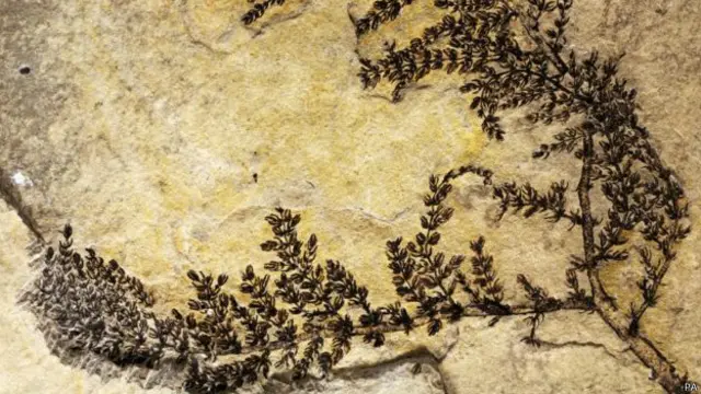 ڈیوڈ ڈلچر کا کہنا ہے کہ ’پہلا پھول تکنیکی اعتبار سے ایک اساطیری بات ہے جیسے کہ پہلا انسان‘