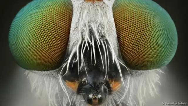 Robberfly 