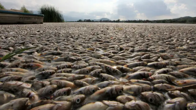 Ikan mati Meksiko