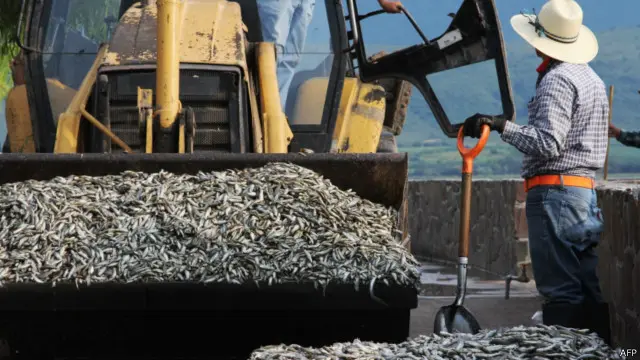 Ikan mati Meksiko