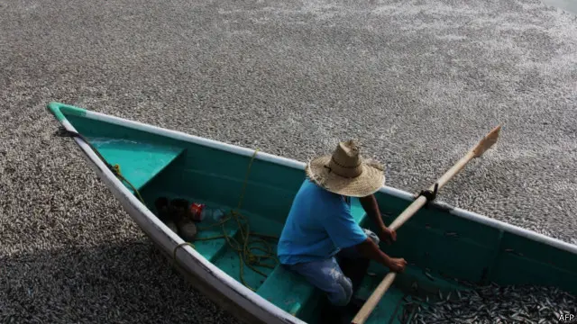 Ikan mati Meksiko
