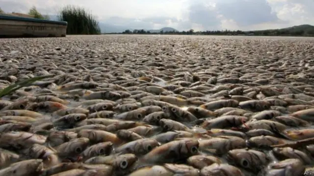 झील में मृत मछली