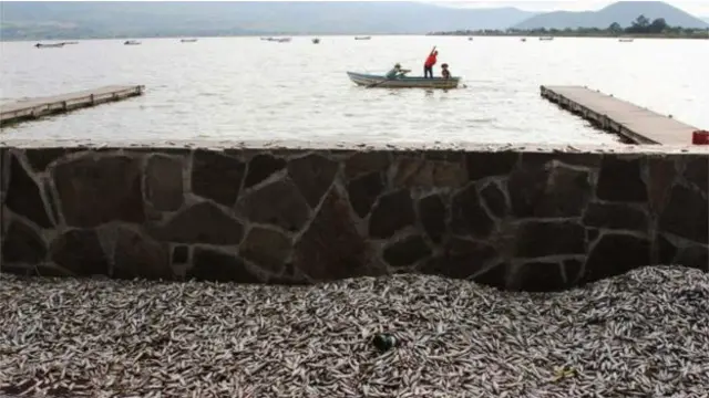 मरी हुई मछलियां