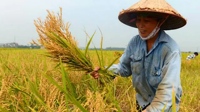Trung Quốc vẫn là thị trường xuất khẩu nông sản chính của Việt Nam 
