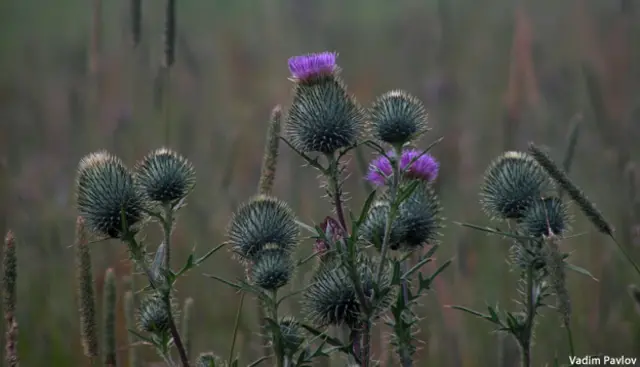 Фото Вадима Павлова