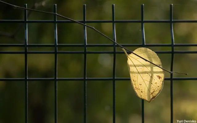 Юрий Дениско