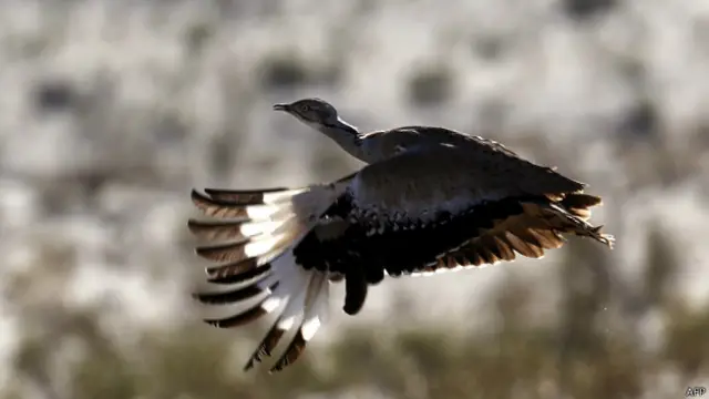 پاکستان ان چند ممالک میں ہے جہاں یہ سائبیریائی پرندہ موسمِ سرما گزارتا ہے