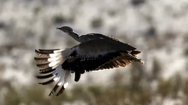 گست 2015 میں اس وقت کے چیف جسٹس جواد ایس خواجہ کی سربراہی میں سپریم کورٹ کے تین رکنی بینچ نے تلور کے شکار پر پابندی عائد کرنے کے بلوچستان ہائی کورٹ کے فیصلے کو برقرار رکھا تھا