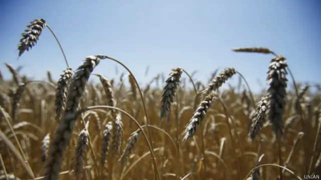 Квоты на украинское зерно ЕС еще не снял