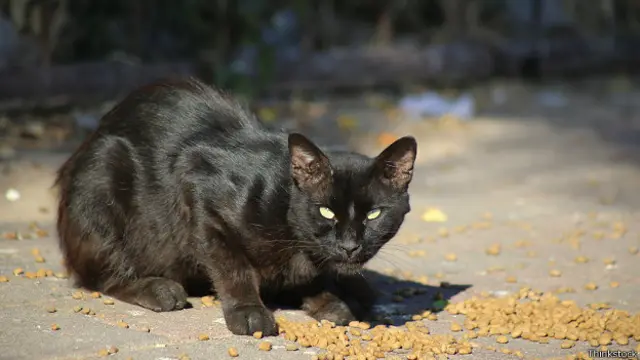 Пятница, 13: все о черных кошках