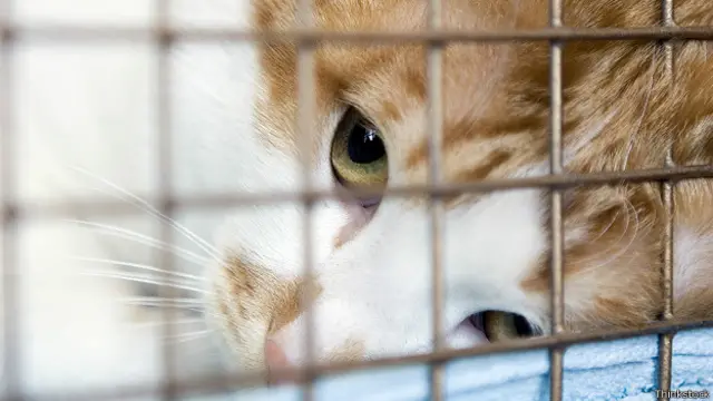 Кот в клетке