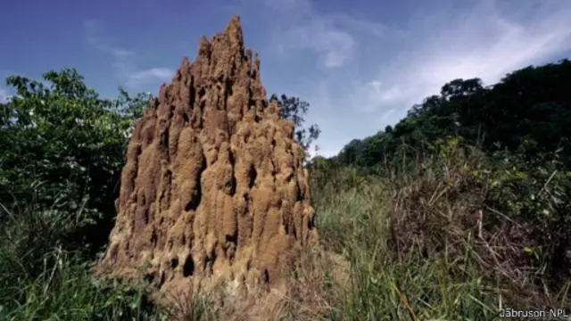 تغطي أعشاش النمل الأبيض عدة مناطق من جمهورية الكونغو الديمقراطية 