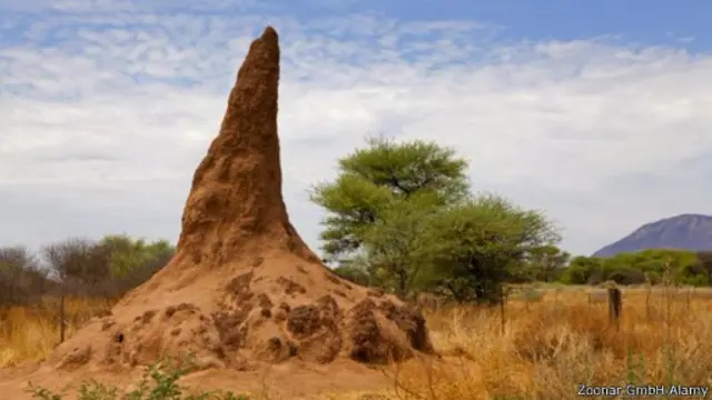 بوسع بعض أنواع النمل الأبيض بناء أعشاش يبلغ طولها العديد من الأمتار