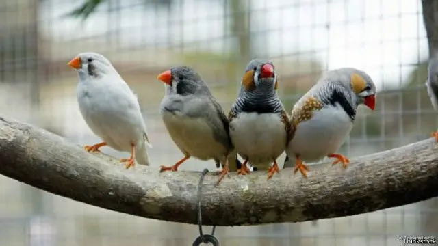 Burung Zebra finch