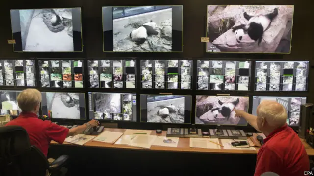 چڑیا گھر کی انتظامیہ کا کہنا ہے کہ انھیں گذشتہ ہفتے الٹراساؤنڈ میں ہی یہ علم ہوا کے می جیانگ (پانڈا) حاملہ ہے