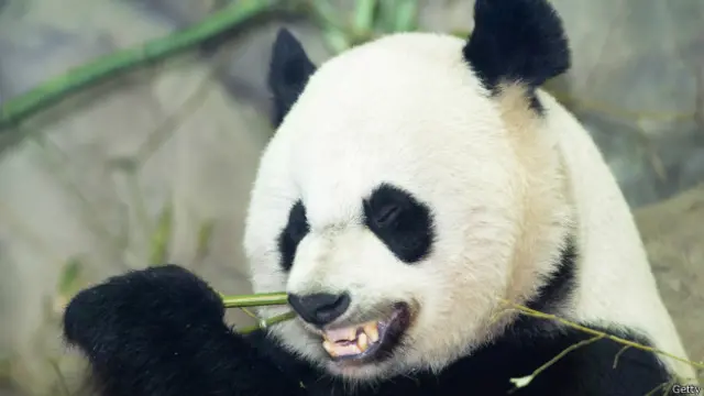 Panda raksasa adalah salah-satu spesies paling terancam dari kepunahan dan terkenal sulit untuk berkembang biak di penangkaran.