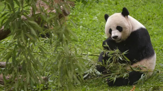 මෙයික්සියාන්ග් පැන්ඩා