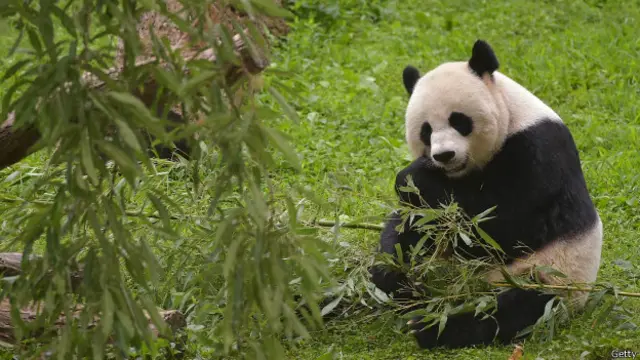 دیو قامت پانڈے می زیانگ نے دو بچوں کو جنم دیا ہے