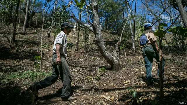 Пострадавшая кофейная плантация в Никарагуа