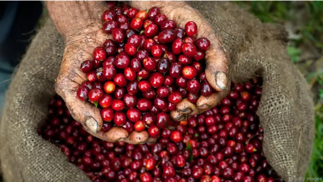 Дозревающие зерна кофе