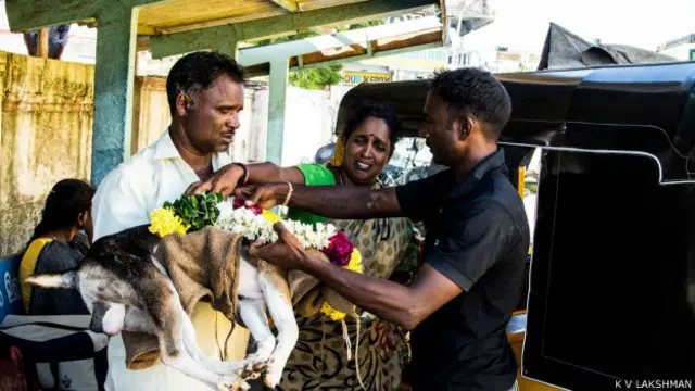 आवारा कुत्तों की समस्या