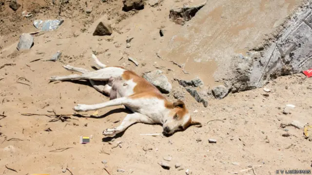 आवारा कुत्तों की समस्या