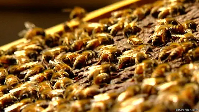 در کندوهای زنبور عسل برخلاف اغلب جوامع انسانی، زنبورهای ماده هستند که حکم می‌رانند