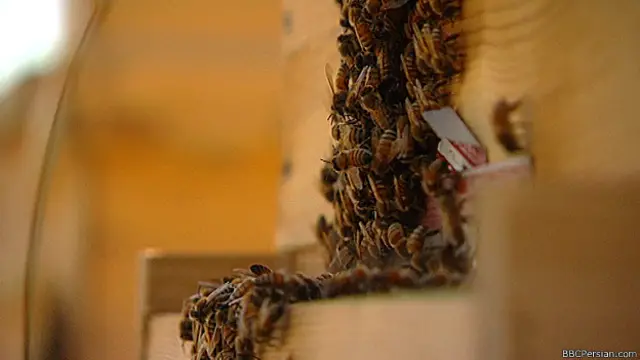 زندگی در داخل کندوی زنبور عسل نظم خاصی دارد