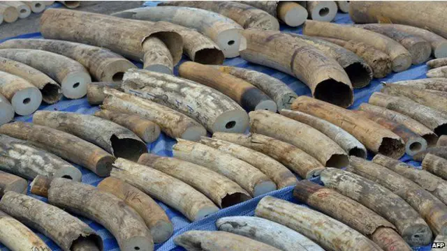 非法象牙贸易导致大量非洲大象被偷猎者杀死。