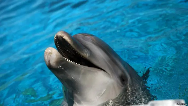 डॉल्फ़िन