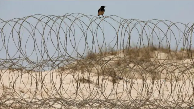 बाड़ पर पक्षी